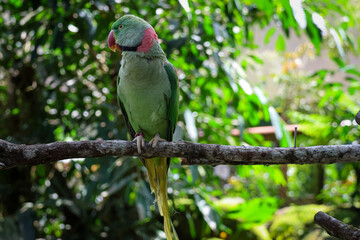 A Green Australian Ringneck Parrot Perched on a Tree Branch