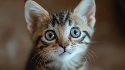 surprised cat make big eyes. American shorthair surprised cat or kitten funny face big eyes, cute, domestic, kitten, feline, Emotional surprised, kitty, wow