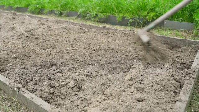 Rake to level the soil of the garden bed after harvesting