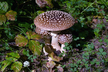 Amanita regalis poisonous mushroom in a wet spruce forest.