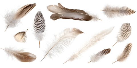 Assortment of Delicate Bird Feathers in Various Shades of Brown and White Keywords: feather, bird, down isolated on a transparent background