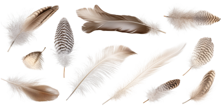 Assortment of Delicate Bird Feathers in Various Shades of Brown and White Keywords: feather, bird, down isolated on a transparent background