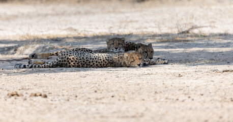the family of cheetahs resting in the shade