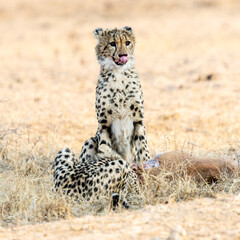 a cheetah cub sitting next to the kill