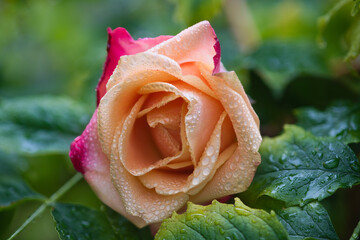 Close up of a fresh colorful rose lying on a green leaves background with raindrops