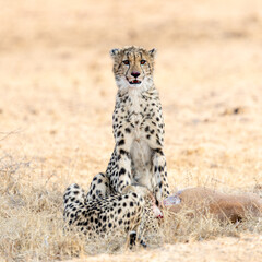 a cheetah cub sitting next to the kill