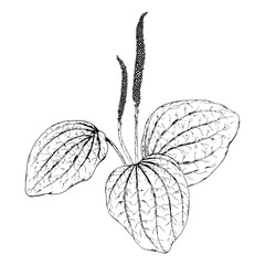Hand drawn vector illustration of plantain Plantago major with broad ribbed leaves and flowering spikes in detailed linework, perfect for herbal tea packaging, natural medicine, apothecary labels © FlorainloveArt