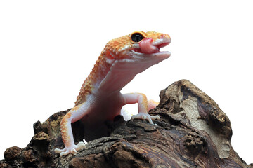 Leopard gecko closeup on wood, Leopard gecko front view, Leopard gecko closeup on isolated background