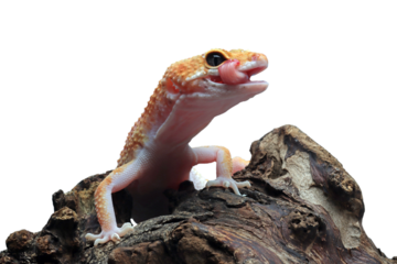 Leopard gecko closeup on wood, Leopard gecko front view, Leopard gecko closeup on isolated background