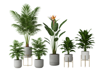 Sophisticated diverse green potted plants (palms, Ficus, Bird of Paradise) in modern designer pots on seamless transparent studio background, bright lighting, concept for interior design