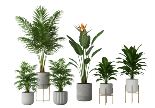 Sophisticated diverse green potted plants (palms, Ficus, Bird of Paradise) in modern designer pots on seamless transparent studio background, bright lighting, concept for interior design