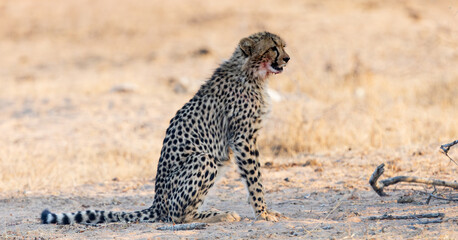 a cheetah cub sitting next to the kill