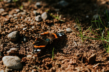 Schmetterling im Herbst in den Weinbergen der Vogesen