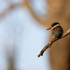 a striped kingfisher perched in a tree
