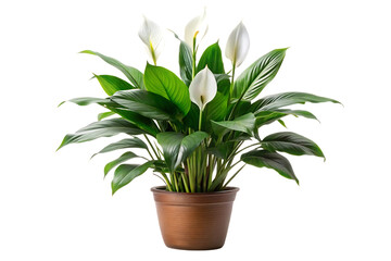 Peace lily houseplant with white flowers in brown terracotta pot on clean white background, isolated on a transparent background