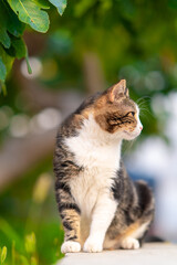 Domestic cat sitting outdoors under green leaves, looking to the side, captured in natural...