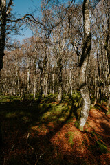 Herbst in den Vogesen in Frankreich
