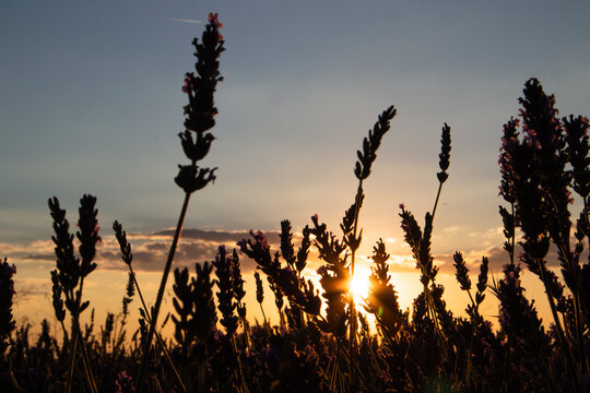 Lavender field at sunset. Silhouette of a lavender field with the setting sun glowing, creating a warm, peaceful ambiance A serene view captures plants silhouetted against a vibrant sunset in Provence - Powered by Adobe