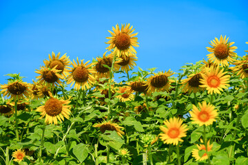 青空に映える元気なひまわり畑｜夏の背景素材