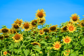 青空に映える元気なひまわり畑｜夏の背景素材