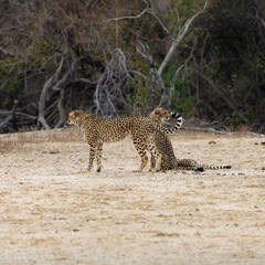 a cheetah female and cub together