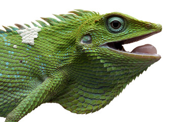 Closeup head of Green lizard with isolated background, green lizard closeup head, Closeup head Jubata Lizard