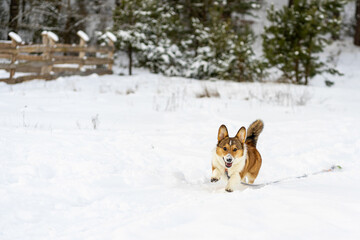 Happy Corgi Dog Running Through Winter Snow