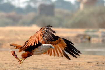 Powerful Bird of Prey in Flight Carrying Its Catch