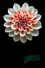 red gerbera flower