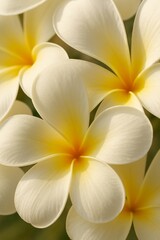 Obraz premium Soft Natural Light on White and Yellow Plumeria Blossoms for Relaxation Concept, Spa Concept with Close-Up White Plumeria Flowers in Natural Setting, symbolizing purity, and tropical beauty