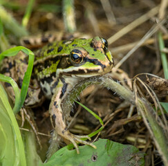 frog in the grass