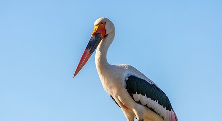 Painted Stork with clear sky.