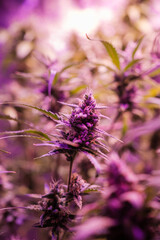 Cannabis bud growing on indoor