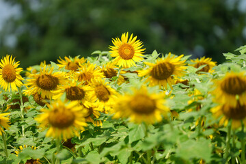 夏のひまわり畑｜群生とボケを活かした自然素材