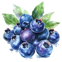 Blueberries, simple clipart of blueberries isolated on a white background, 