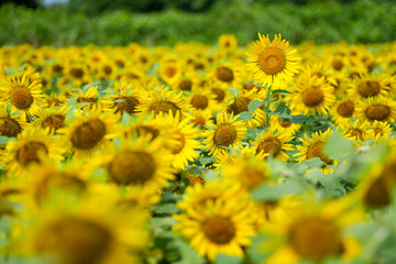 夏のひまわり畑｜群生とボケを活かした自然素材