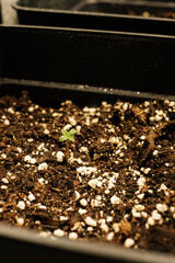 Young marihuana plant indoor