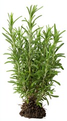 Fototapeta premium Stunning photo of rosemary, (Salvia rosmarinus, officinalis) plant set frontal bush herbaceous perennial plant isolated png on a white background perfectly cutout.