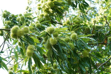 Nahaufnahme einer Edelkastanie (Castanea sativa) im Frühherbst