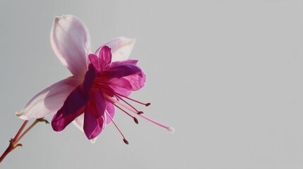 Close-up of a pink and white fuchsia flower. the flower has multiple layers of petals, with the center being a deep pink color and the outer edges being a lighter shade of pink.