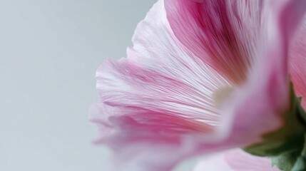Close-up of a pink flower. the petals of the flower are a soft pink color and are arranged in a fan-like pattern.