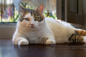 white cat with red spots