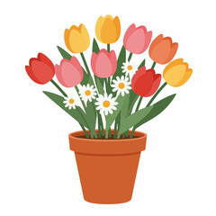 Vibrant spring tulips and daisies blooming in a terracotta pot, a floral gift