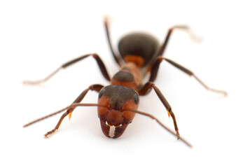 Close up of red ant isolated on white background