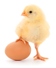 Fototapeta premium Yellow chick with egg isolated on white background