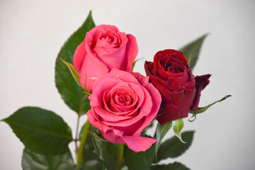 ピンクと赤のばら