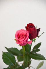 赤とピンクのばら