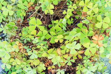Marsilea drummondii is a species of fern known by the common name nardoo. An aquatic fern growing in Australia.