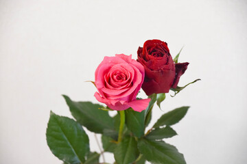 ピンクと赤のばら
