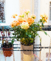 rose bush in a flower pot on balkon during the rain